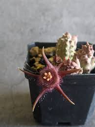 Image result for Duvalia