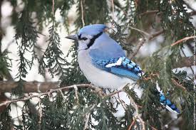 Geai Bleu2 20120218 Sur Fei Geai Bleu Photo Animaliere Geant