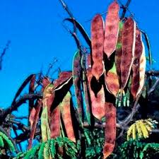 Image result for Acacia burkei