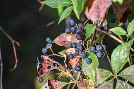 Both the leaves and berries should be considered poisonous and not eaten. Exploring Birds Birds Attracted To Virginia Creeper