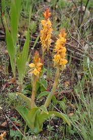 Image result for Satyrium confusum