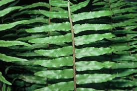 Image result for Nephrolepis