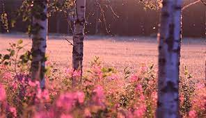We did not find results for: 1 5m Ratings 277k Ratings See That S What The App Is Perfect For Sounds Perfect Wahhhh I Don T Wanna Just A Place Where I Share The Best Things I Find Kinda Like My Own Tumblr Mood Board Posts Archive Image Source Lenolaj Hu Gif Gifs Nature Gifs Nature