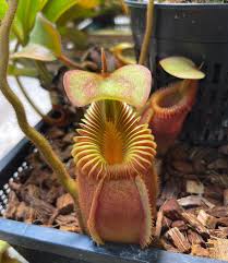 Image result for Polystachya villosa