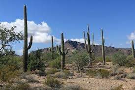 Organ pipe cactus national monument is situated along the u.s have you ever seen an organ pipe cactus before? Organ Pipe Cactus Nm Brennis Reisewelt