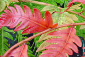 Image result for Blechnaceae