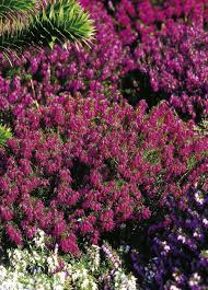 Pin On Winterplanten