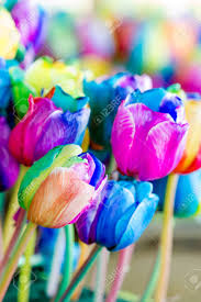 レインボー チューリップ