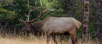 Archery hunting elk in the rut has got to be the most exhilarating hunt i have ever been on. Elk Hunting In Montana Bookyourhunt Com