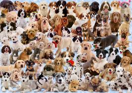 Have fun recreating this spectacular image of a collection of adorable dog breeds with the 1000 puzzle pieces provided in a practical tin tube case. Dog Jigsaw Puzzles For Adults That Will Touch Your Heart