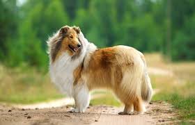 Collie breeders can list their collie puppies for sale. Rough Collie Dogs And Puppies For Sale In The Uk Pets4homes