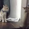 Your cat may knock things over simply because it's fun. 1