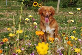 The flowers poisonous to dogs. Toxic Plants For Dogs Poisonous Plants For Dogs Madpaws Com Au