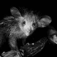 Aye Aye National Geographic Aye Aye Cute Baby Animals Animal Behavior