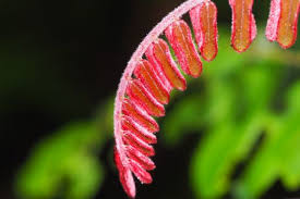 Image result for Cnestis