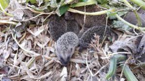 Igel Quartiere Fur Ihren Garten Helfen Auch Sie Den Kleinen Gartenbewohnern