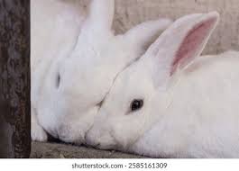 Image result for tbn:nuNU7FPK4A54yM::rvforsaleguide.com/images/bunny-resting-picture.jpg