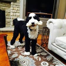 Black And White Sheepadoodle For Sale Ike Is A Classic Black White F1 From Sweet Sheepadoodles If You Are Trying To Explain To Someone What A Sheepadoodle Is Sheepadoodle Puppy Time Doodle Dog