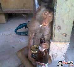 Pin On Drunken Monkey