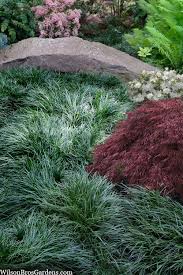 Image result for Ophiopogon