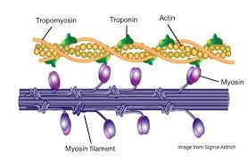 Sliding Filament Model Of Muscle Contraction Muscle Contraction Muscular System Physiology