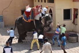 Der mahut reitet immer auf dem nacken des elefanten und führt ihn mit the mahut (mahout) is the leader and often owner of his elephant. Tote Und Verletzte Beim Elefantenreiten Aktuelle Beispiele Peta Deutschland E V