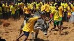 Constitution Bench examine jallikattu cultural