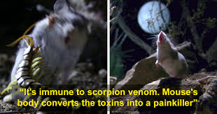 Yes, that the scream of the northern grasshopper mouse. Grasshopper Mouse Eats Scorpions And Howl At The Moon Grashupfermause Ernahren Sich Fleischlich Fressen Skorpione Und Heulen Den Mond An Video Von National Geographic Wild