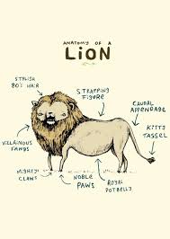 Anatomia Lion Anatomy Lion Art Animal Art