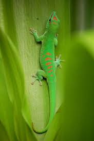 Some images are hidden because they can no longer be found or have been removed by the file host. Madagascar Giant Day Gecko Phelsuma Grandis This Species Is The True Life Model For The Geico Gecko Madagascar Animals Gecko Amphibians