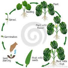 Life Cycle Of A Monstera Or Split Leaf Philodendron Monstera Deliciosa Plant On A White Background Beautiful Illustr Philodendron Monstera Plant Leaves Plants