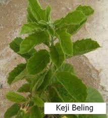 Digunakan secara tradisional bagi membantu merawat penyakit seperti batu. Manfaat Daun Keji Beling Ratnadanie