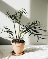 I will never be able to grow a plant this large again, but it's fun to go back and experience it al. Hoya Lauterbachii Care 1 Care Guide Plantophiles