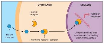 Types Of Hormones Bioninja