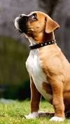 Medium Sized Short Hair Low Maintenance Dog Breeds