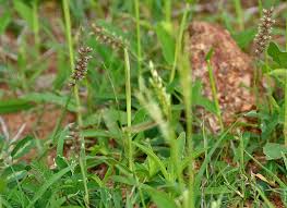 Image result for Craspedorhachis