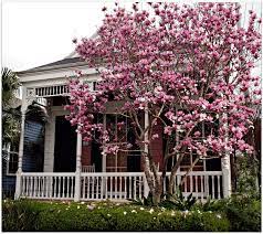 New Orleans Homes And Neighborhoods Magnolia Gardens Front Garden Landscape Japanese Magnolia Tree