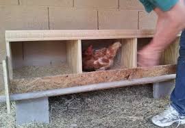 10 Astuces Pour Votre Poulailler Que Vos Poules Vont Adorer Poulailler Comment Construire Un Poulailler Mangeoire Poule