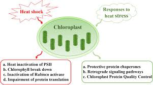 The golgi apparatus is found in most cells. Frontiers Sensitivity And Responses Of Chloroplasts To Heat Stress In Plants Plant Science