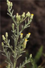 Image result for Neojeffreya