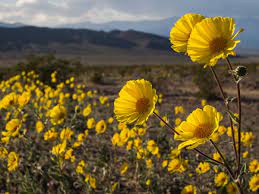Water is precious in death valley national park, especially for its flora and fauna. Rare Superbloom Blankets Death Valley In Millions Of Yellow Wildflowers Wild Flowers The Guardian