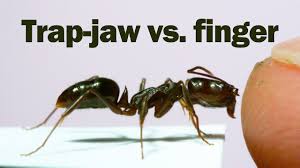 This type of ant is best known for their nuptial flight, which happens once a year. Does The Snap Of A Trap Jaw Ant Hurt Youtube