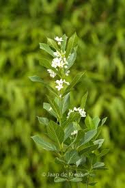 Image result for Cynanchum