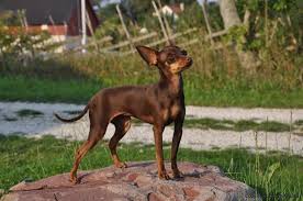 prazsky krysarik dog breeds miniature pinscher animals