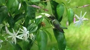 May 30, 2020 · also called confederate jasmine, star jasmine (trachelospermum jasminoides) is a vine that produces highly fragrant, white blossoms that attract bees. Jasmine Attracts Hummingbirds Youtube