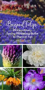Check spelling or type a new query. Beyond Tulips 12 Extraordinary Spring Flowering Bulbs To Plant In Fall