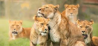 Fun Facts About Lions • African Lion Information For Kids