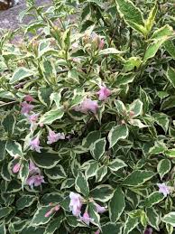 Plant identification pink flowering shrub identification uk. Garden Answers Plant Identification Plant Identification Shrub Care Plants