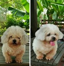 Los pinos pet grooming hola mi nombre es luis tomás un chico k amount adoro los animales soy grooming tengo 7 años de experiencia trabaje como manager de grooming en una de las mejores peluquerías k tiene la fl euro piem pet grooming haora estoy ofreciendo mis servicios a domicilio el horario disponible es el k usted desee k sea más cómodo para usted solo me llama y estaré para usted y. Pet Grooming In Puchong With Best Prices On Petbacker