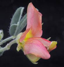 Image result for Crotalaria podocarpa